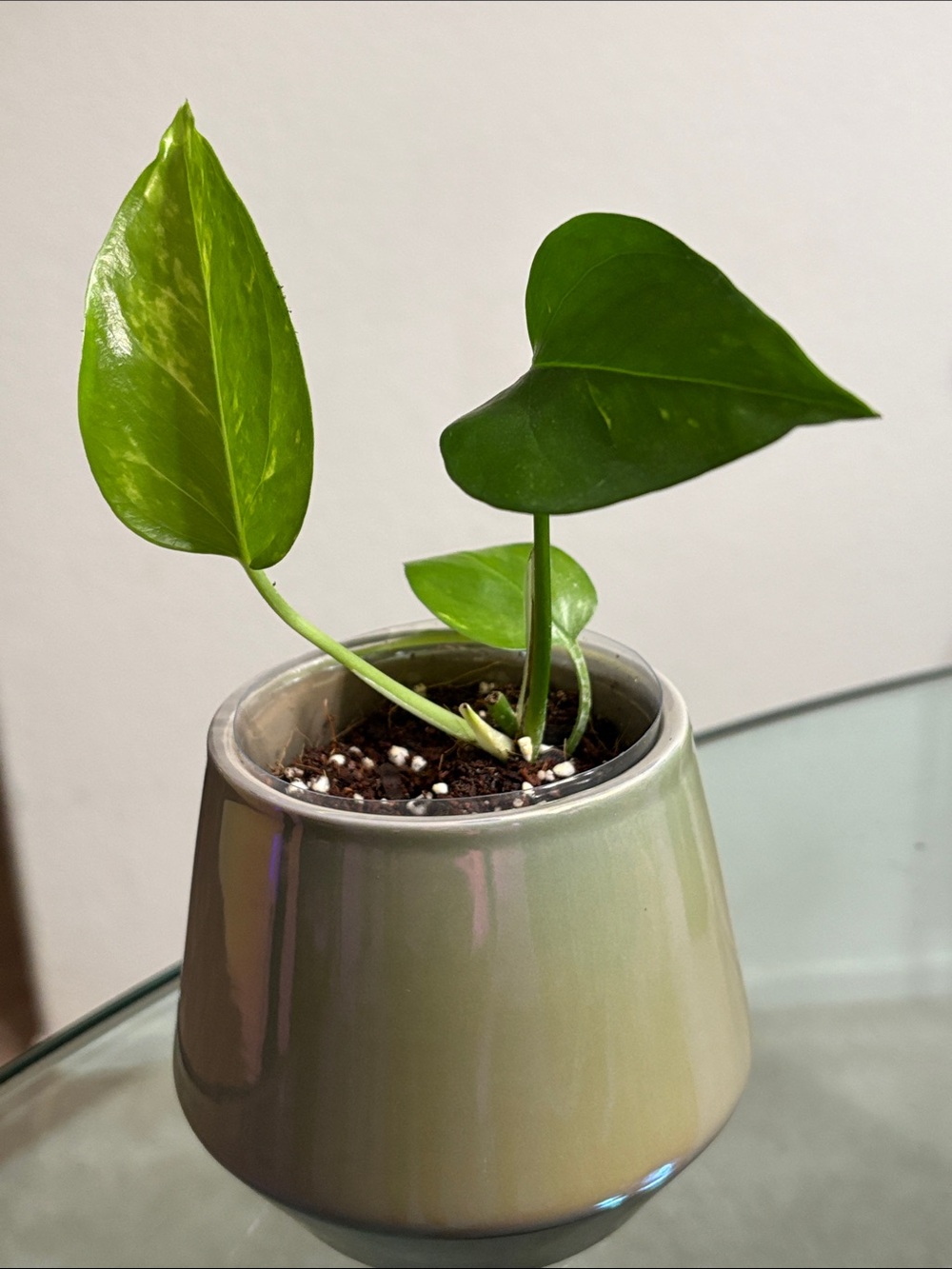 Iridescent Ceramic Plant Pot with Live Golden Pothos - Neutral Green Finish